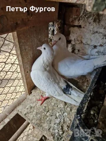 Продавам   бемкалии, снимка 1