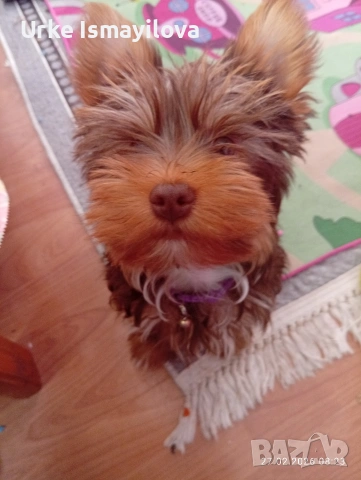 Йоркширски териер , снимка 4 - Йоркширски териер - 53641485