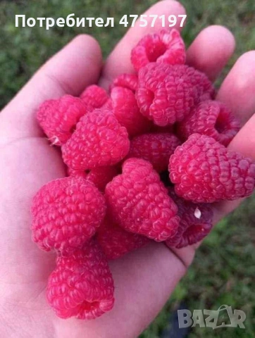 Расад ягоди и малини , снимка 4 - Разсади - 53809965