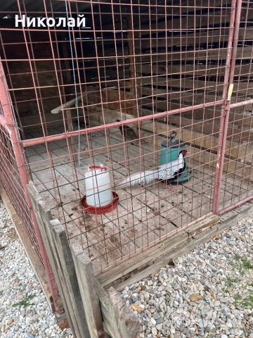 Продавам чифт Сребърни фазани и чифт Индийски пауни, снимка 2 - други­ - 52857331