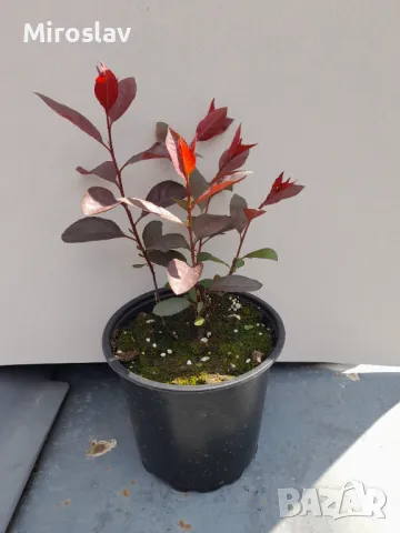 Червенолистна слива (джудже), снимка 9 - Градински цветя и растения - 49812728