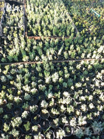 Вкоренен разсад на туя смарагд и др. вечнозелени растения, снимка 2 - Градински цветя и растения - 41822906