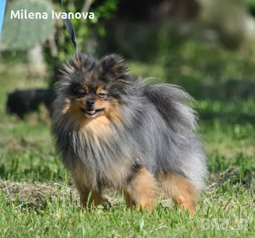 Померан мерле с родословие 