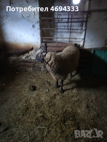 Продавам коч черноглав, снимка 3 - Овце - 52919478