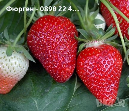 Ягода - Сорт Клери, снимка 2 - Разсади - 52241052