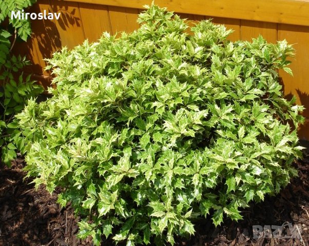 Османтус Триколор-(Osmanthus'Goshiki') , снимка 4 - Градински цветя и растения - 40667442