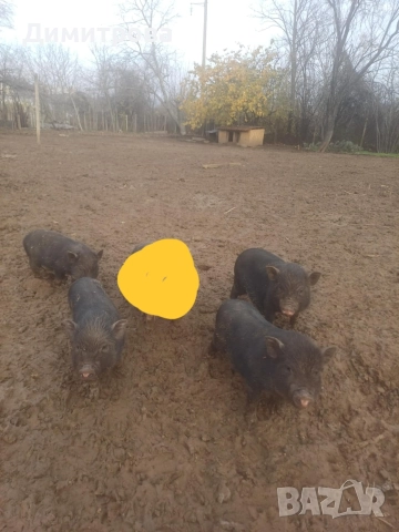 Разменям виетнамски прасета за други животни или зърно, снимка 9 - Прасета - 52406042