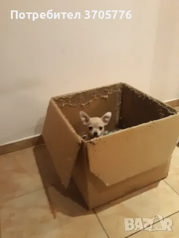 Джуджета мини мини, снимка 13 - Чихуахуа - 49937684