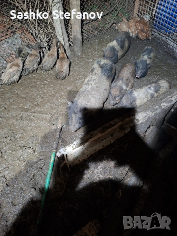 Виатнамски прасета 