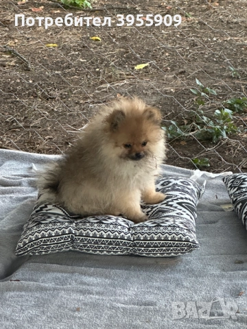 чистокръвни померани, снимка 6 - Померан - 50902986