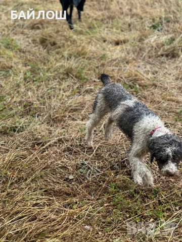 Работещи кучета за трюфели , снимка 4 - Други - 52945211