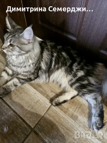 Котки мейн кун  ., снимка 2 - Мейн кун - 55847484