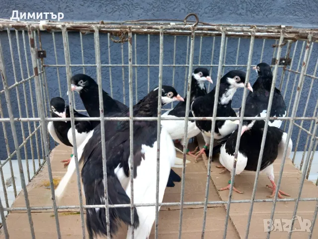 Продавам гълъби Ямболски Акмани , снимка 3 - Гълъби - 50425295