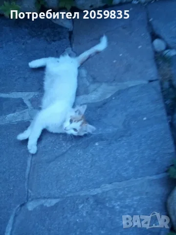 Подарявам малки котета, снимка 3 - Други - 55603148