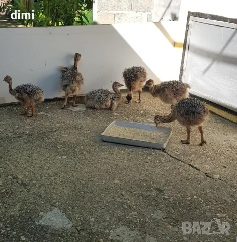 ЧИФТ АФРИКАНСКИ ЩРАУСИ