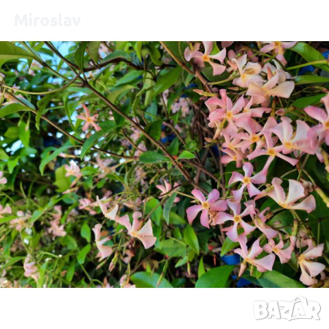 Жасмин 3-цвята (Вечнозелен), снимка 3 - Градински цветя и растения - 44695569