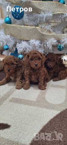 Той Пудел / Poodle Toy, снимка 6 - Пудели - 52874148