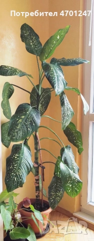Стайно растение Дифенбахия, снимка 2 - Стайни растения - 53118931