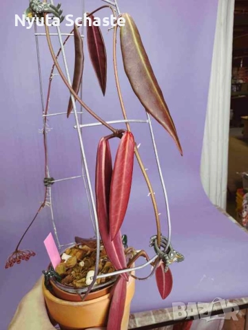 Хоя. Hoya pulchra 