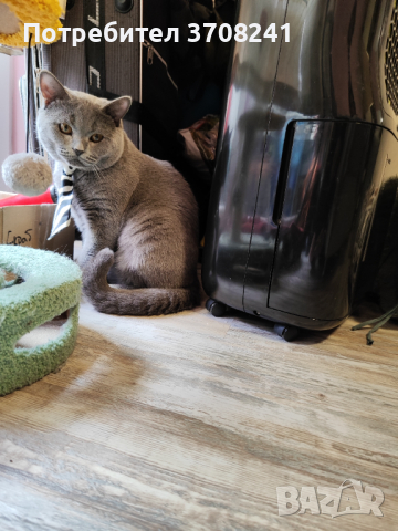 Млад британец си търси дама вече с поколение