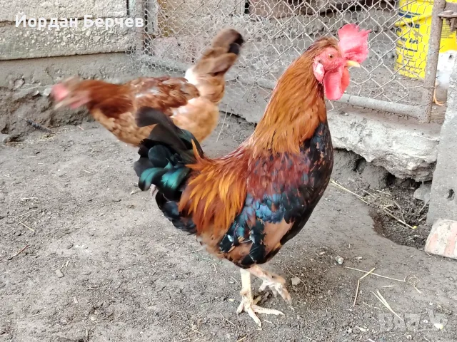 Японски петлета, снимка 6 - други­ - 48949968