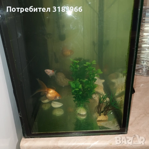 голям аквариум с рибки оборудван 50 х 40 х 24, снимка 4 - Аквариуми - 53830698