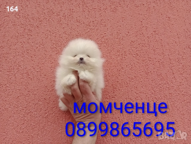 Различни възрасти! Богат избор на мини Померани. Реални снимки !!! 