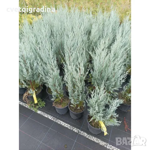 Juniperus Moonglow Юниперус Лунно сияние, снимка 2 - Градински цветя и растения - 50078081