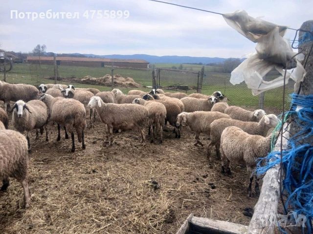 Продавам бременни овце , снимка 12 - Овце - 53721374