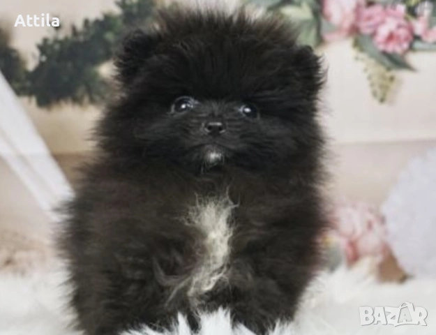  Померан – мини и джудже тип, снимка 6 - Померан - 53622471