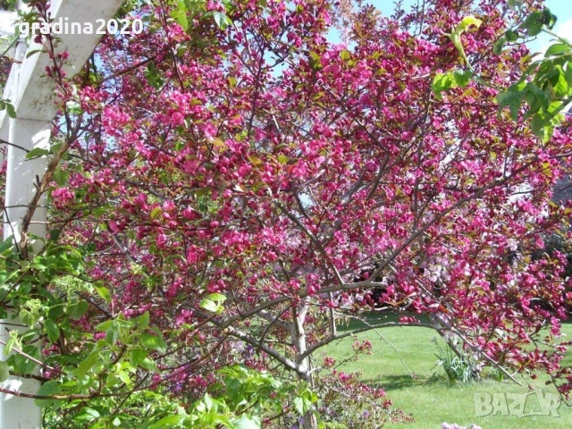 Декоративна червена ябълка Малус, снимка 3 - Разсади - 50369119