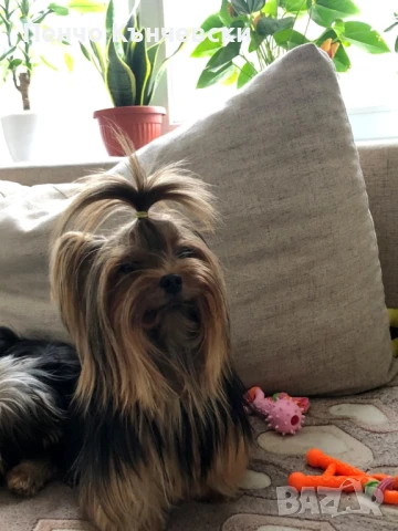 Мини Йоркширски териер, снимка 10 - Йоркширски териер - 47732082