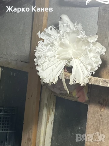 Фенерлии, снимка 2 - Гълъби - 51151904