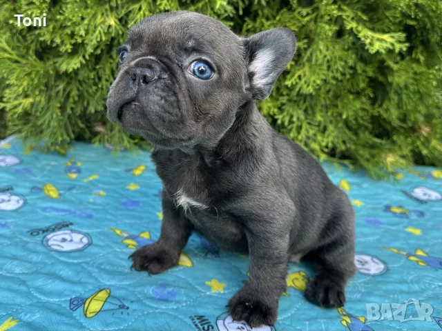 френски булдог blue, снимка 3 - Френски булдог - 55951379