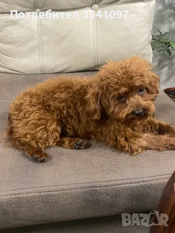 Той Пудел за разплод , снимка 4 - Пудели - 48428851