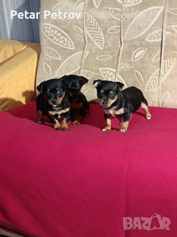 Пинчер мини , снимка 4 - Пинчер - 53690500