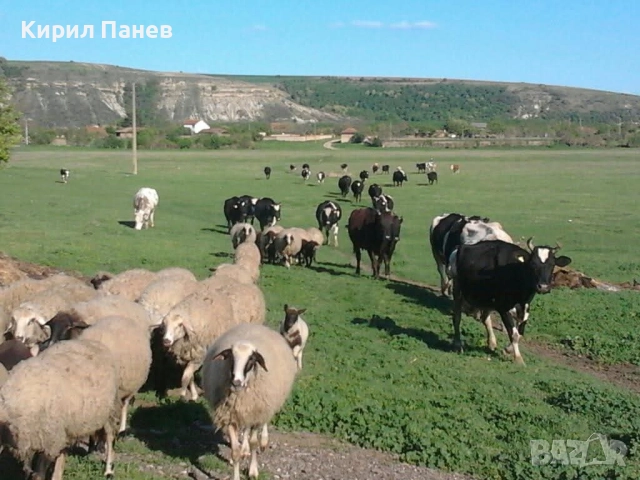 БИО домашно сирене , снимка 2 - Домашни продукти - 51935933