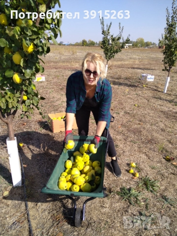 Продавам дюлева овощна градина в с. Цалапица, снимка 3 - Земеделска земя - 52833701