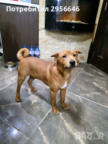 Продавам кученца Shiba Inu, снимка 2 - Шиба ину - 52849986