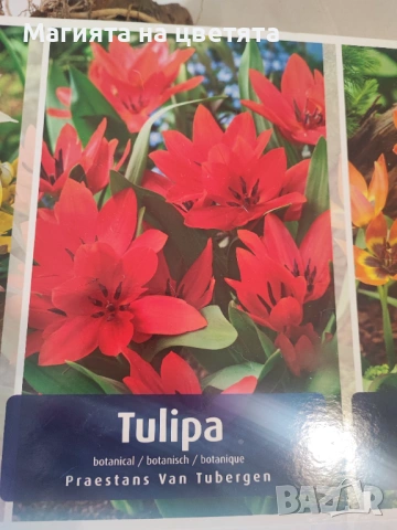 5 сорта луковици лалета-джуджета, снимка 5 - Градински цветя и растения - 53472853