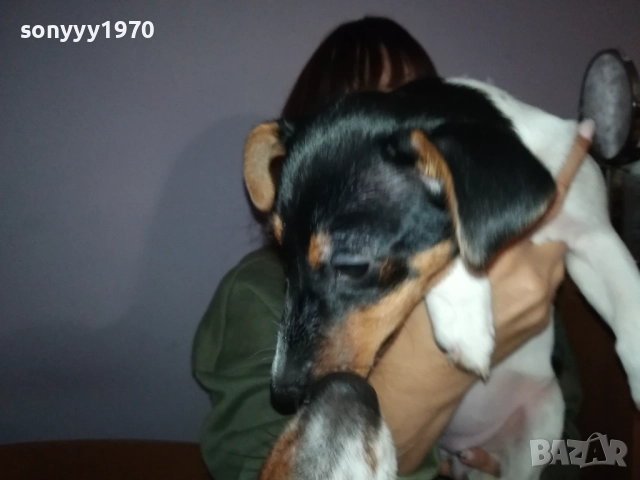 ДЖАК РЪСЕЛ ТЕРИЕР 0512250842, снимка 10 - Джак ръсел териер - 52658574