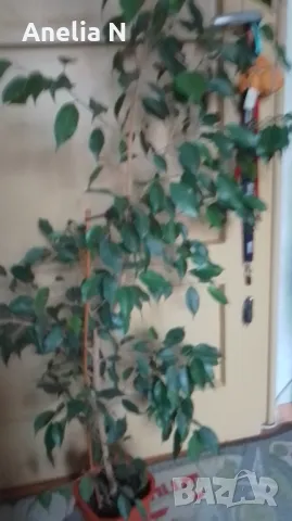 Бенджамин, снимка 5 - Стайни растения - 42634007