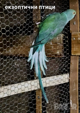 Продавам женска м. Александър