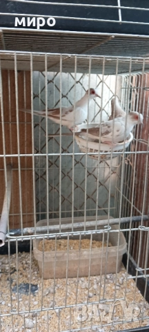 Шарени Диамантени гугутки!