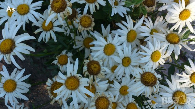 Продавам цветя Градинска маргарита – бяла и жълта, разсад, снимка 16 - Разсади - 44297106