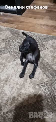 Продават се, снимка 9 - Пинчер - 52618220