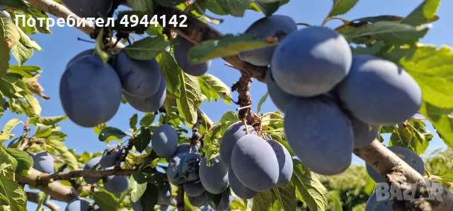 Продавам сини сливи сорт "Стенлей" за ракия или прясна консумация., снимка 2 - Други - 56003371