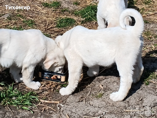 Алабай , снимка 6 - Алабай - 53407632