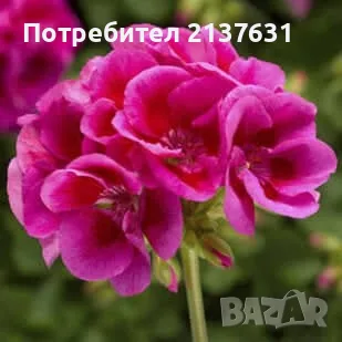 НИСКОСТЕБЛЕНО МУШКАТО ( цветя ), снимка 10 - Стайни растения - 55748553