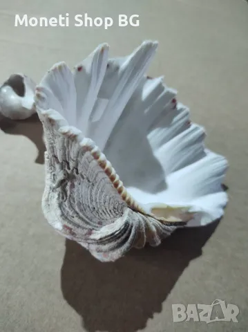 Океански дарове, снимка 2 - Други - 48931520